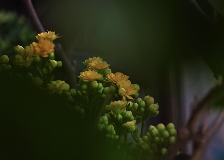 D68D433F-6952-4CFC-BFD8-66FD5D1CBE58.jpeg