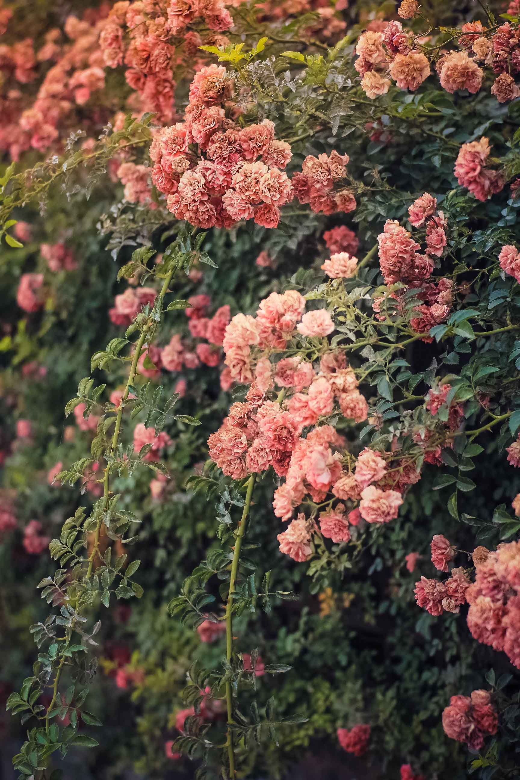 _MG_7160_副本_副本.jpg