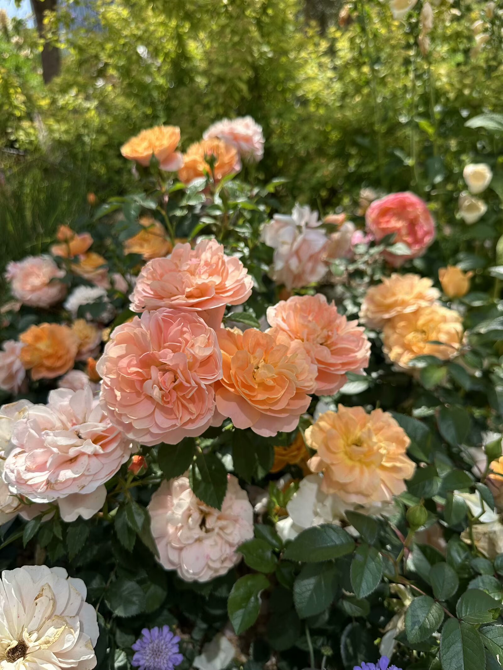 IMG_0833.jpeg