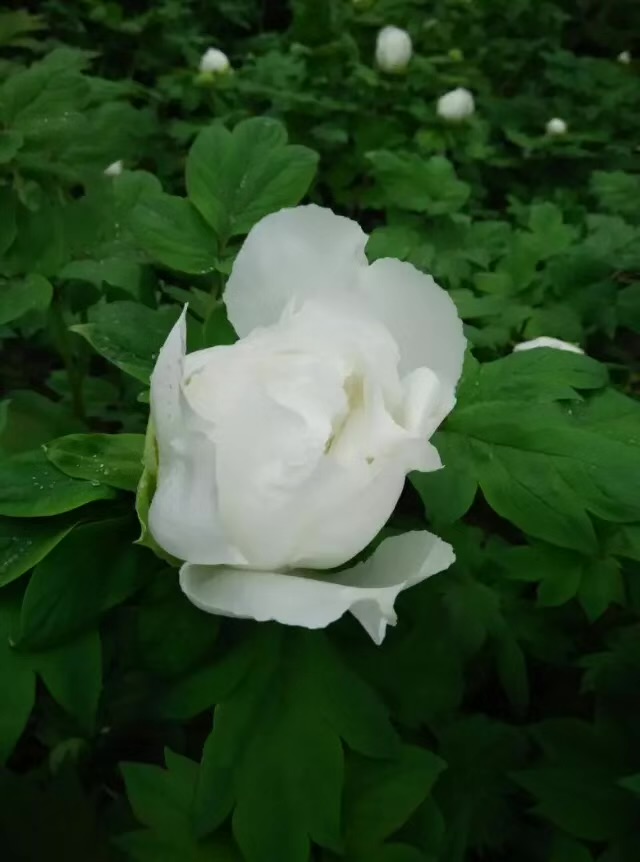IMG_0602.jpeg