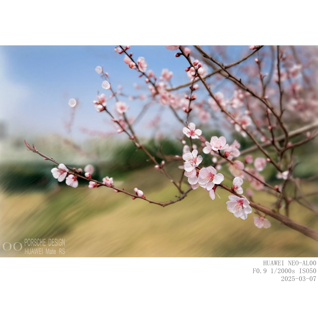 307山桃 (3).jpg
