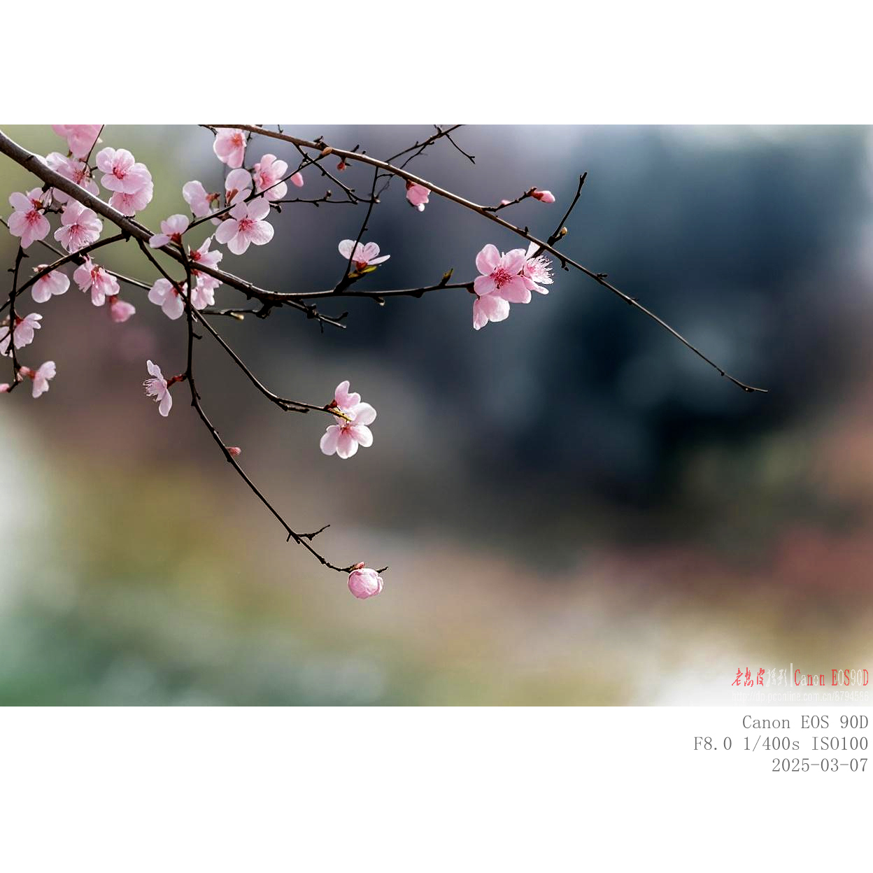 307山桃 (4).jpg