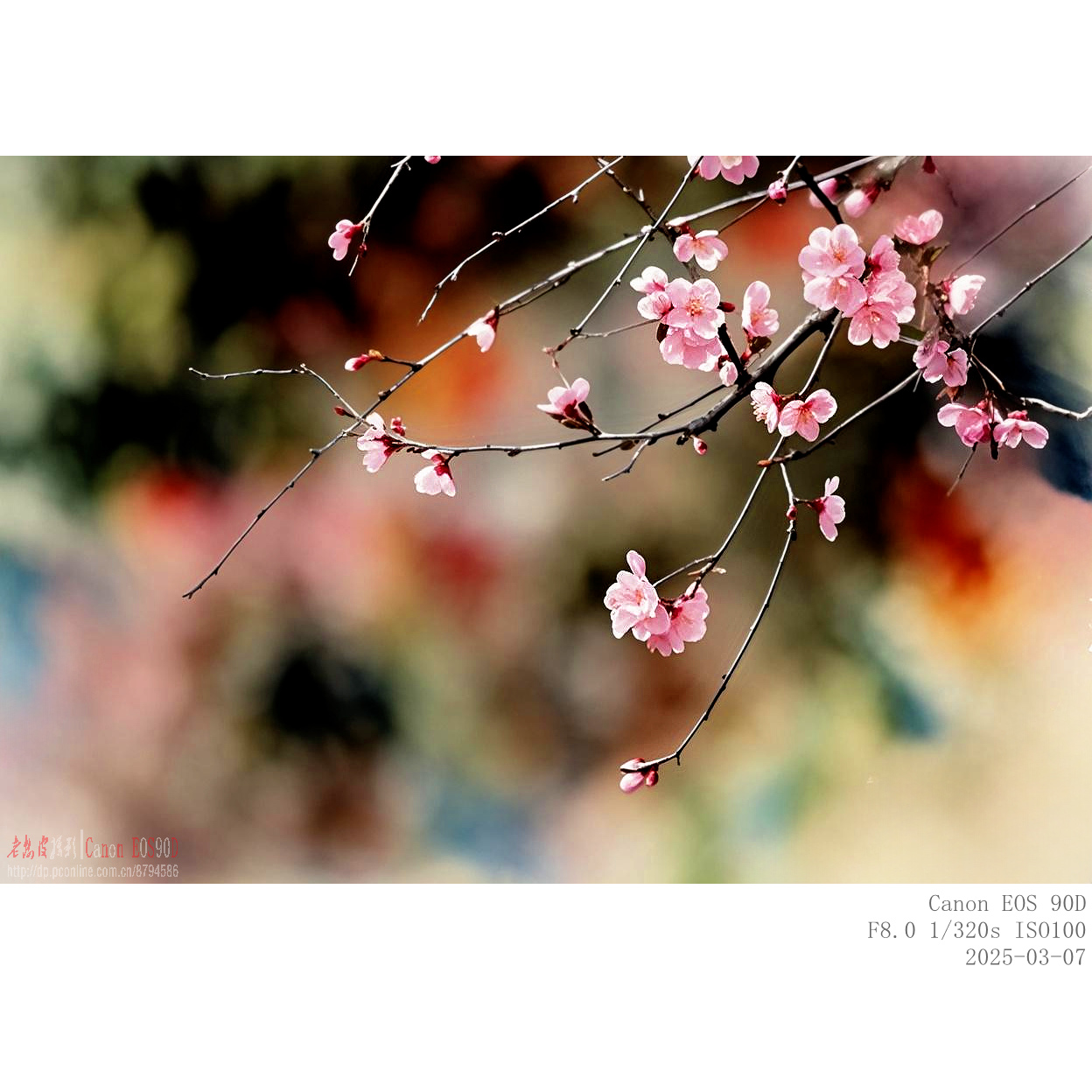 307山桃 (6).jpg