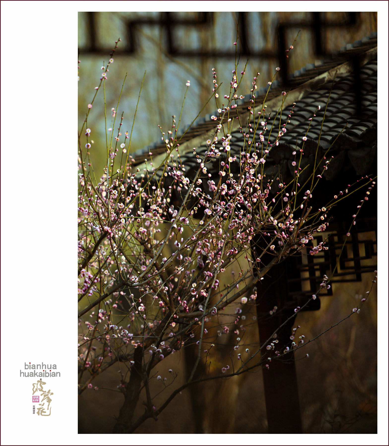 梅标清骨001.jpg