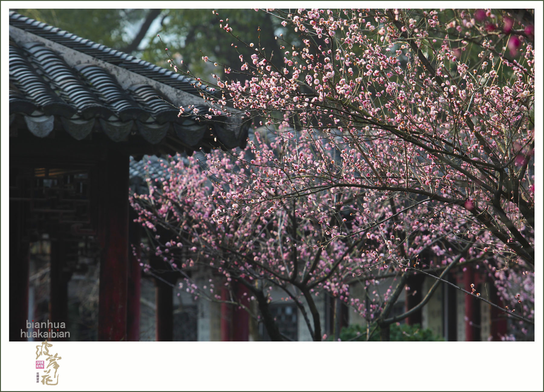 梅标清骨002.jpg