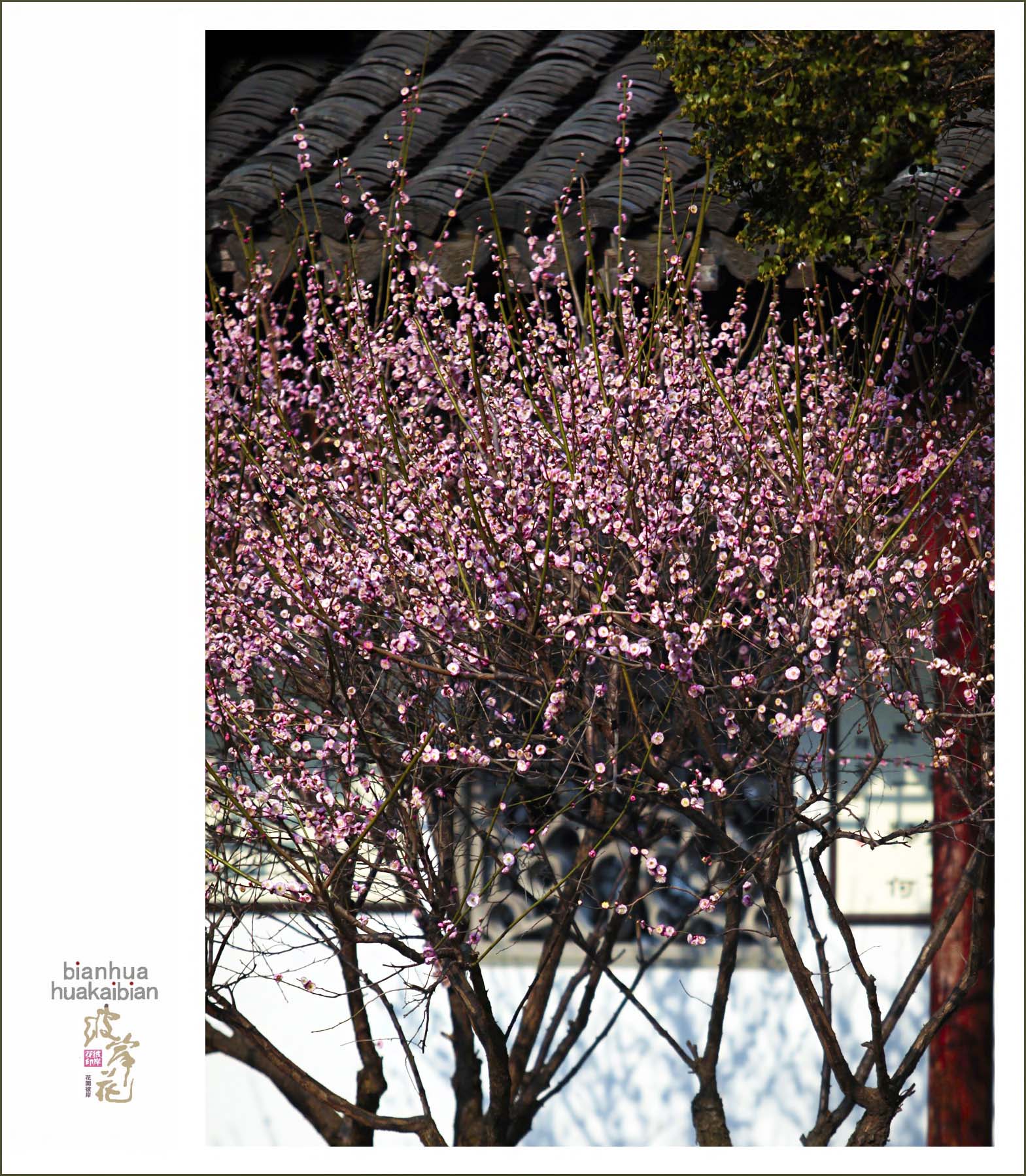 梅标清骨004.jpg
