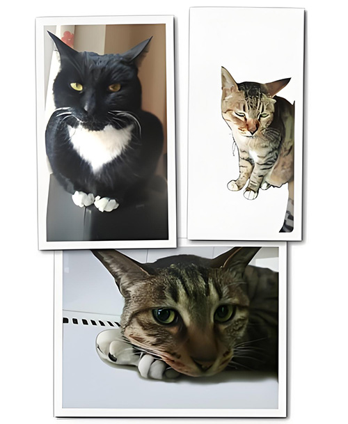 18.虞美人·猫咪.jpg