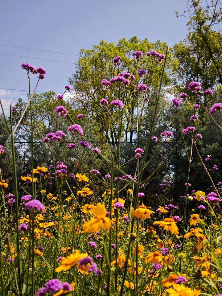 IMG_20250510_100206.jpg