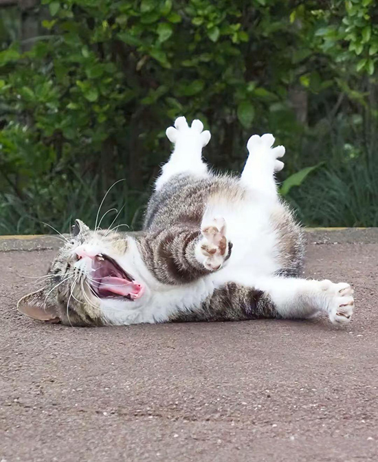 时光27.属于小猫的初夏瞬间1.jpg