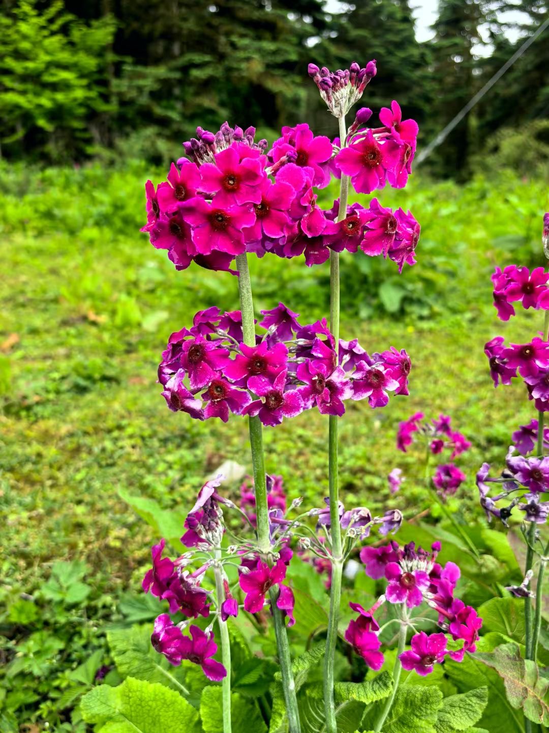 A13BBC92-65D7-443F-B28D-02E86F0696D1.jpeg