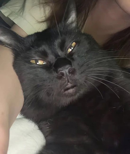 时光39.黑格尔的猫1.jpg