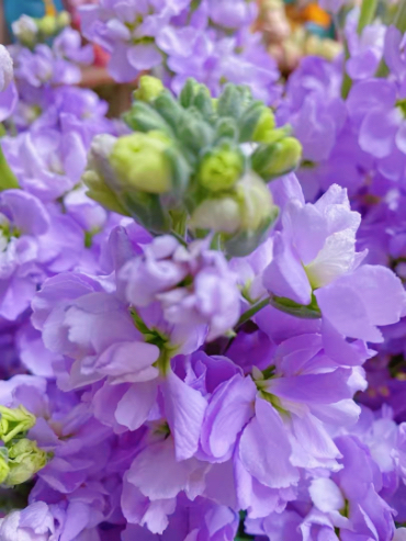 IMG_4351.jpeg