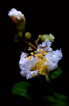 QQ图片20250715161807.gif