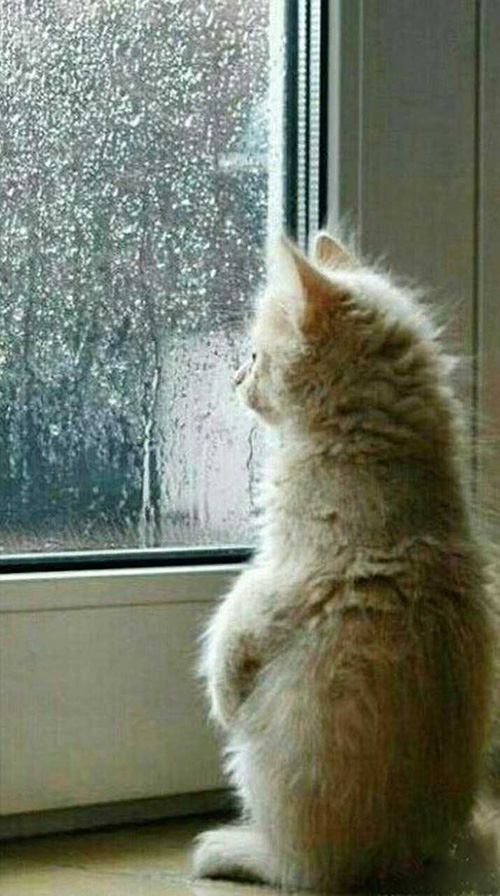 看雨1.jpg