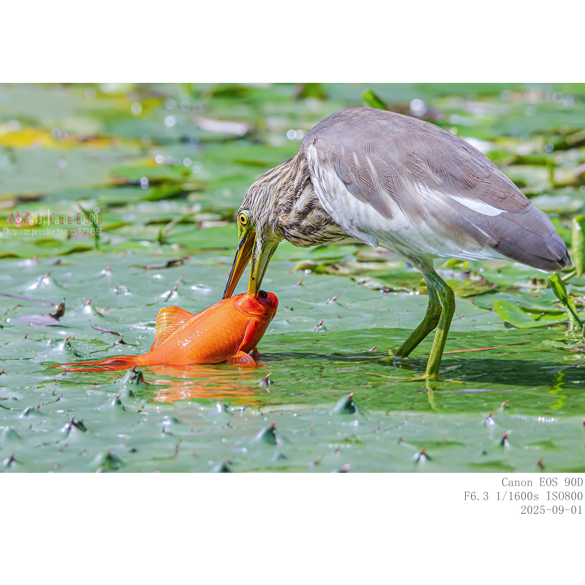 IMG_5463_副本.jpg
