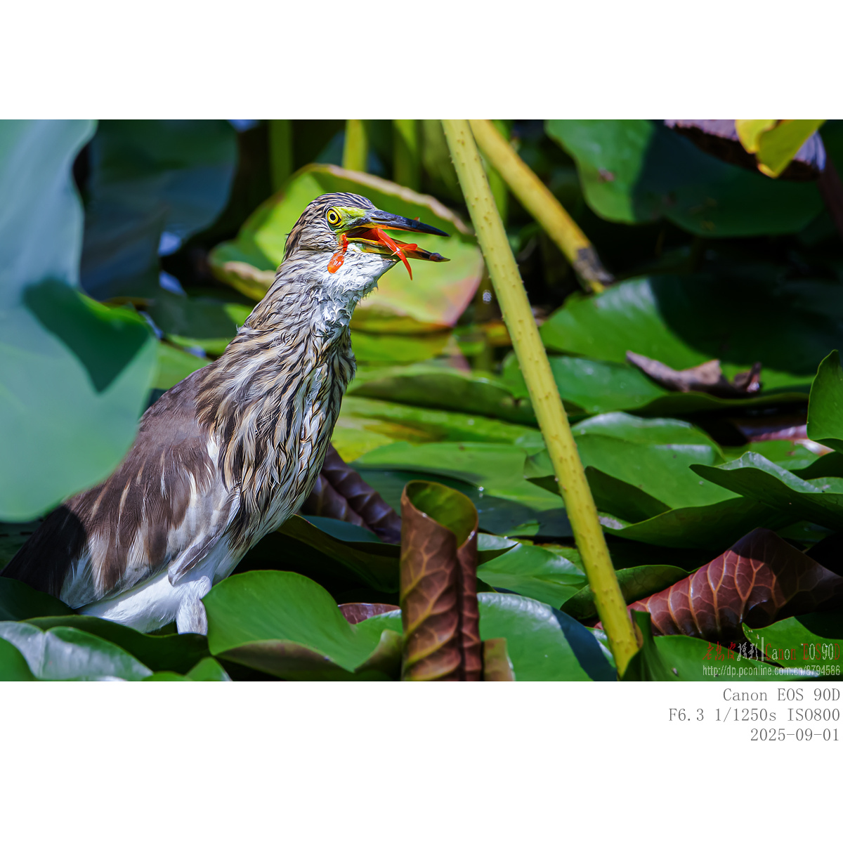 IMG_5529_副本.jpg