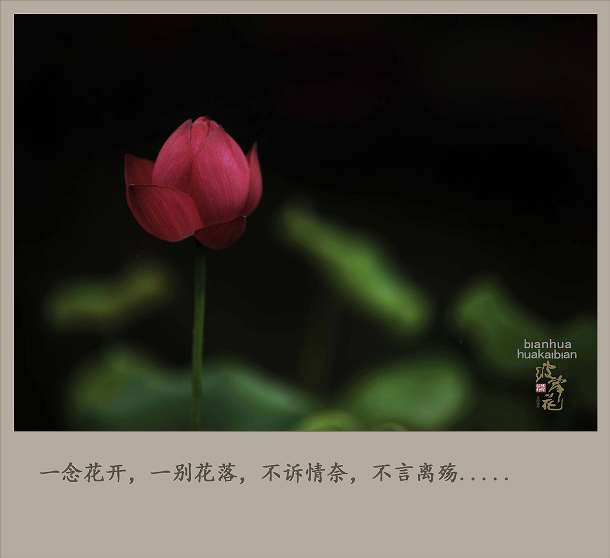 荷花，拜拜了000003.jpg