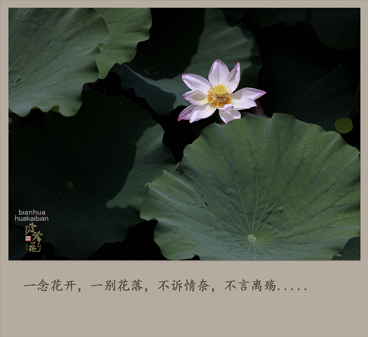 荷花，拜拜了0004.jpg