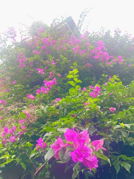 EAA6366E-BB51-4816-83B4-4E45C089D1BF.jpeg