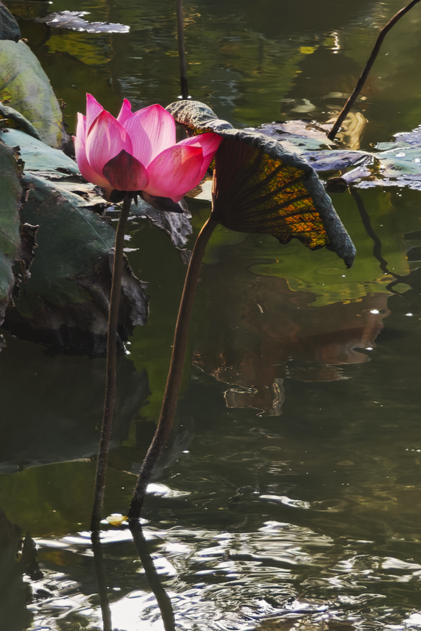 秋荷02900.jpg